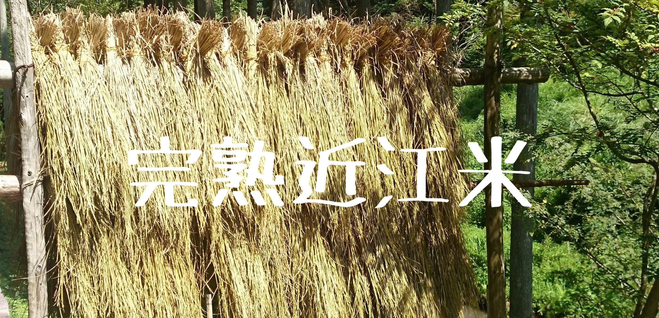 今後のお米の在庫状況について