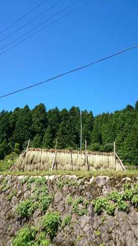 令和7年産 ひとつぼし中米を再販開始しました！