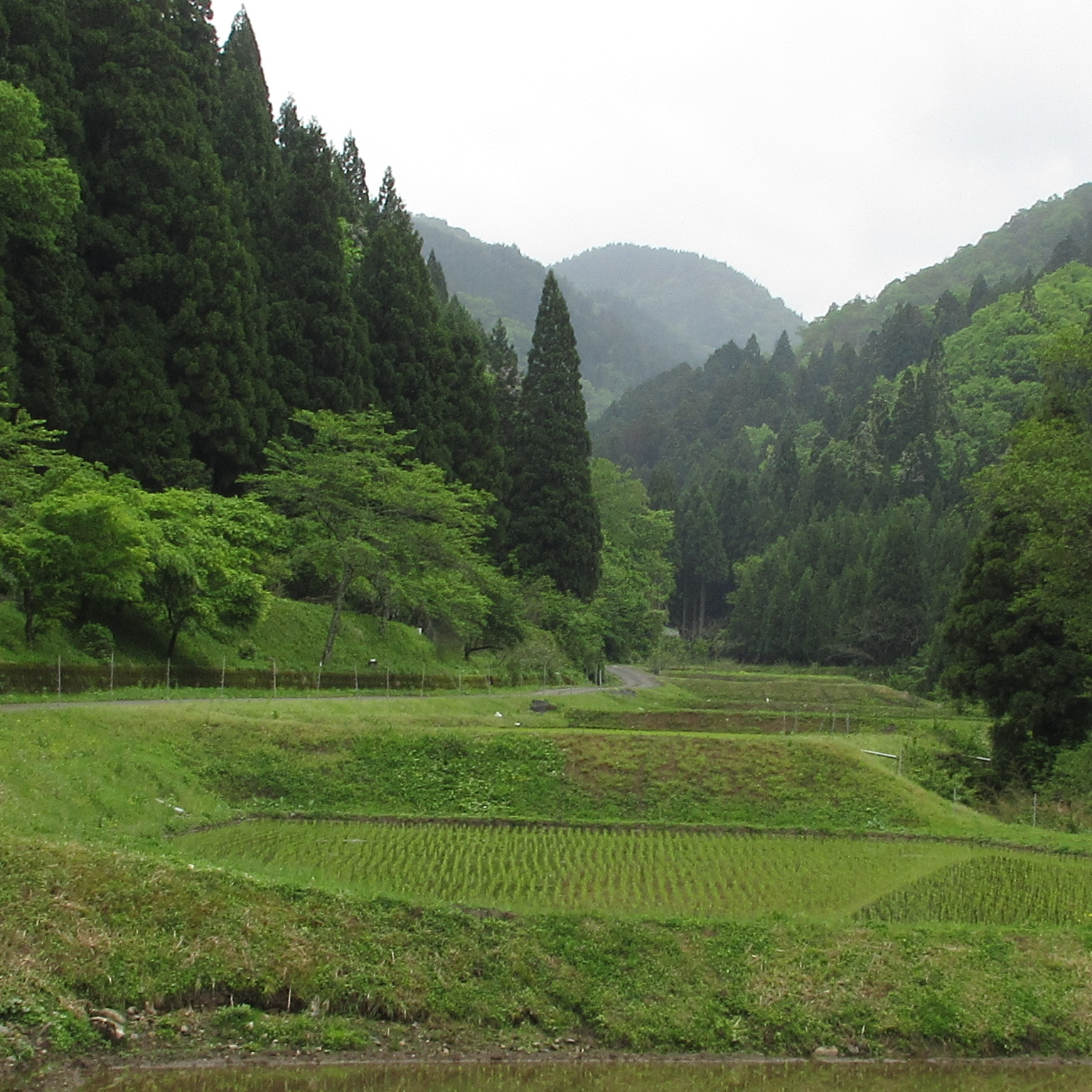 杉野5月は田植えの季節