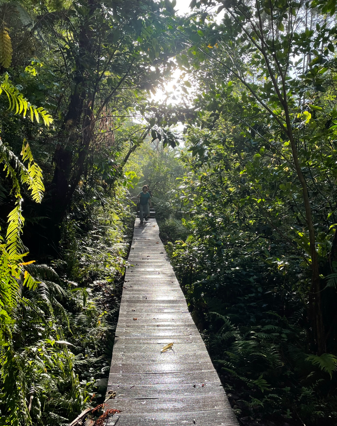 沖縄やんばるの森宿