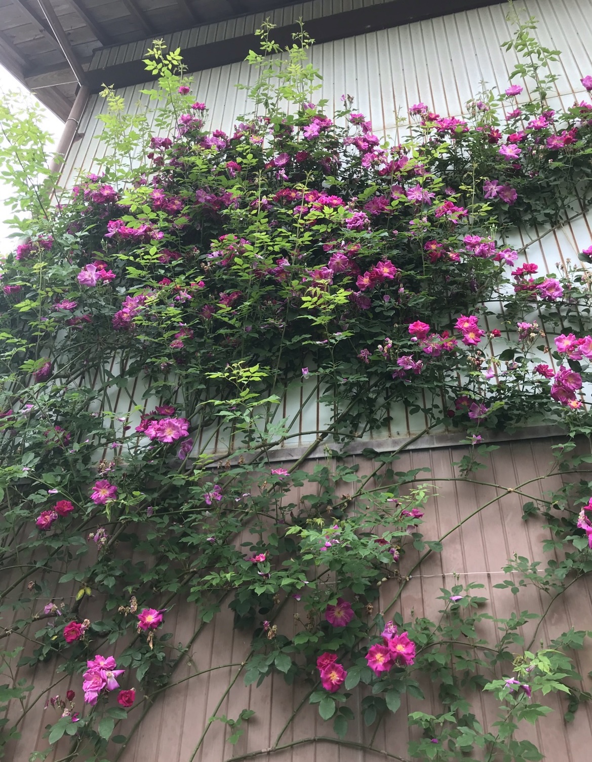 庭の薔薇の花が咲き始めました🌹