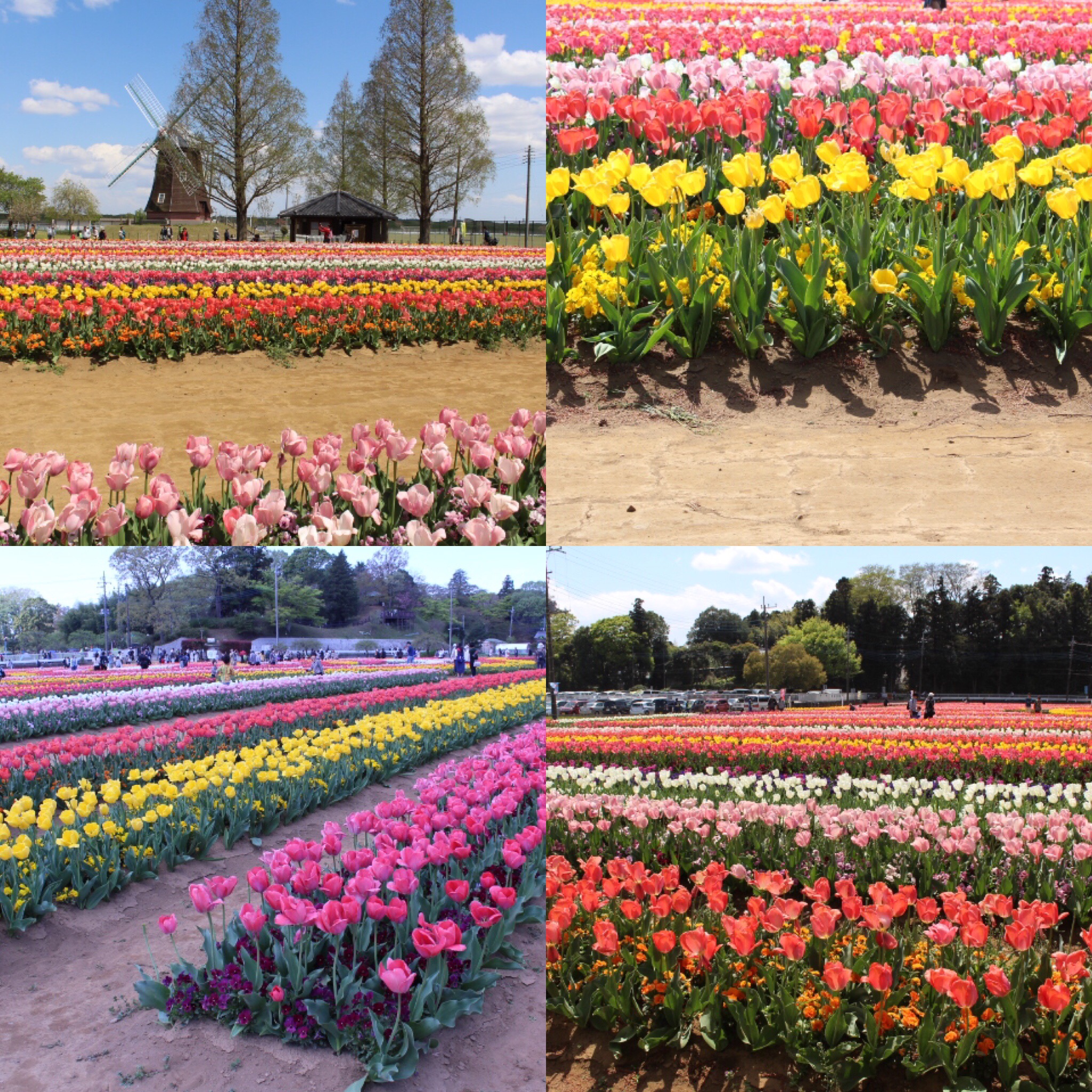 あけぼの山農業公園のチューリップ