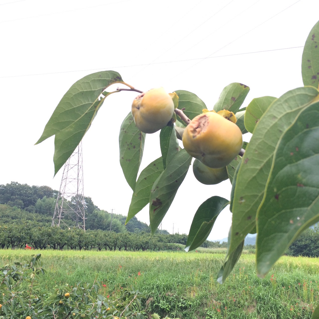 つまみ食いされました!