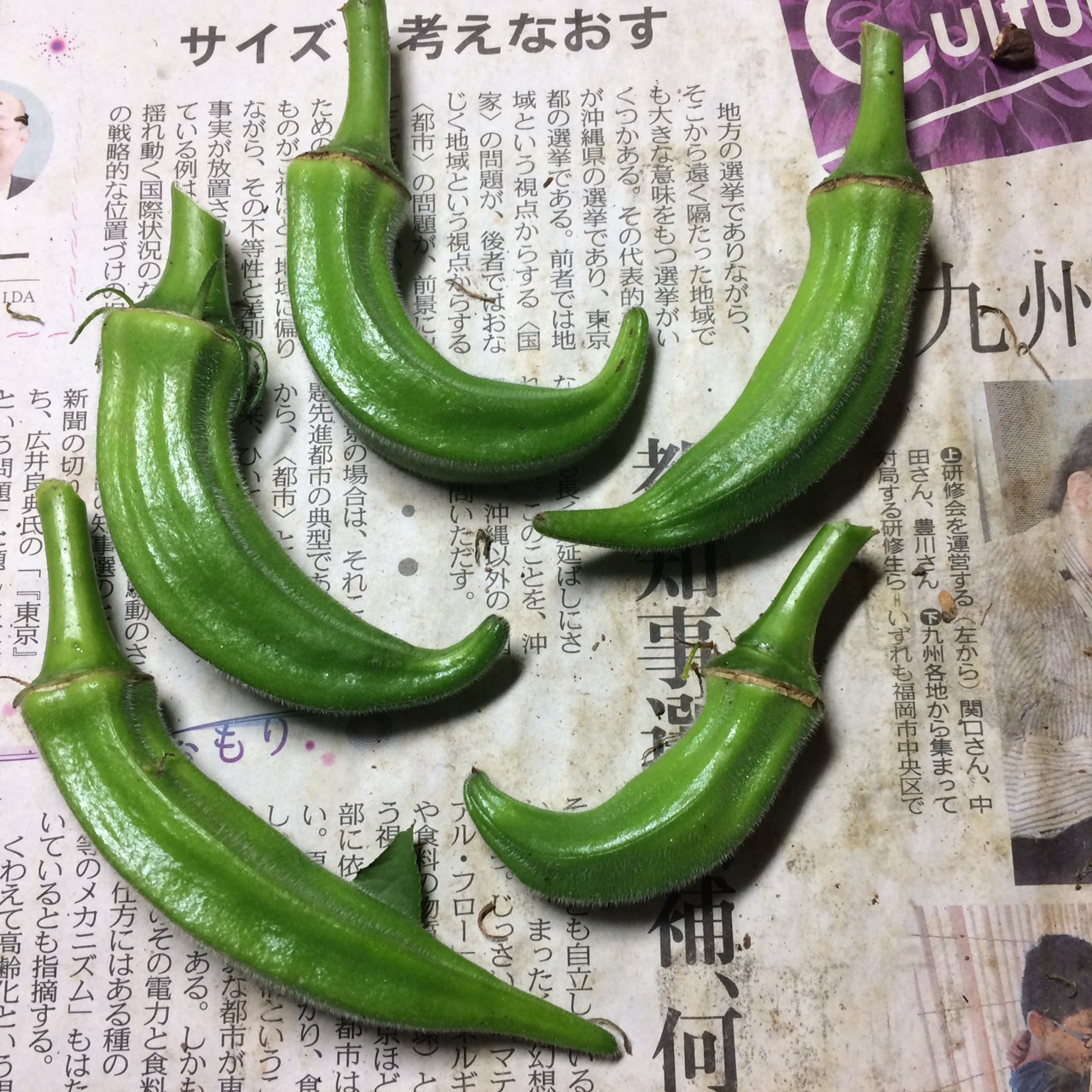 曲がるオクラ！