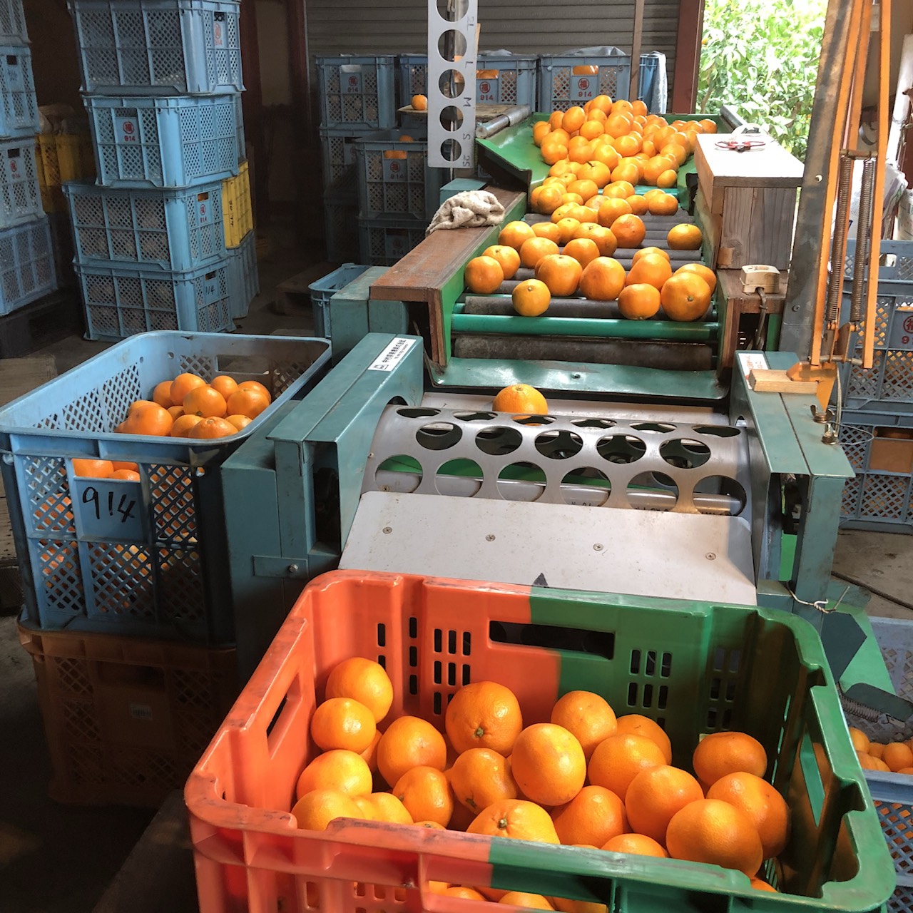 みかんのシーズン。