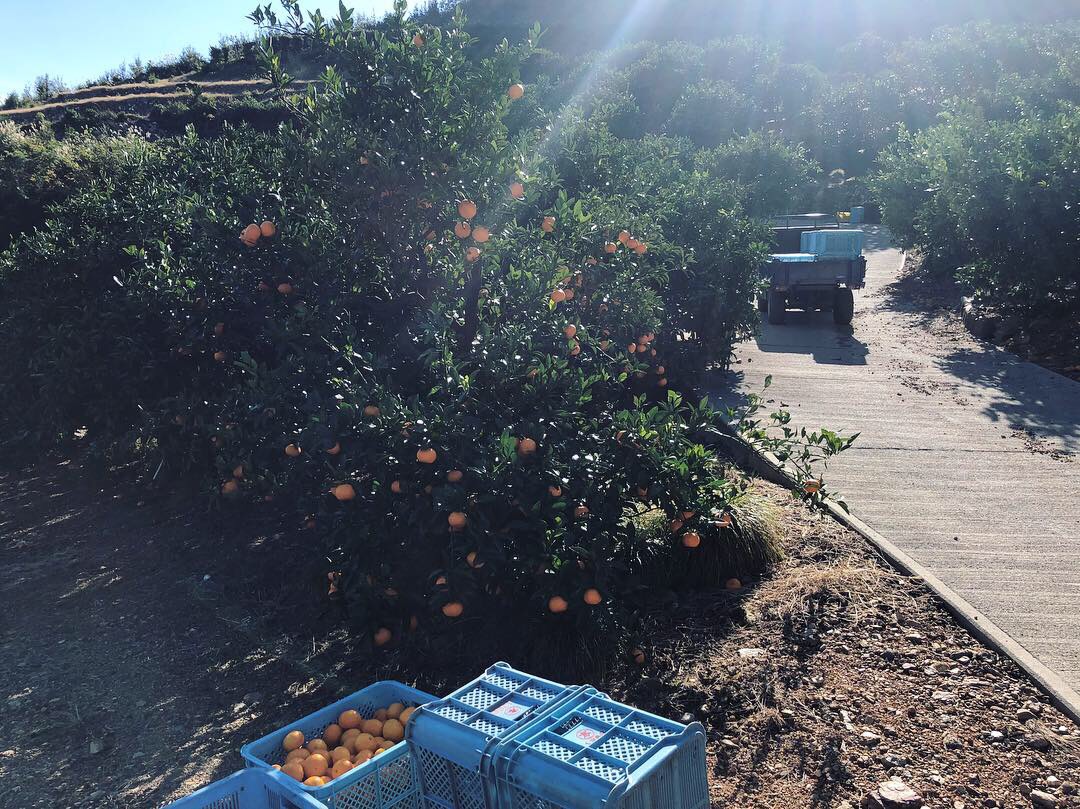 青島みかん。