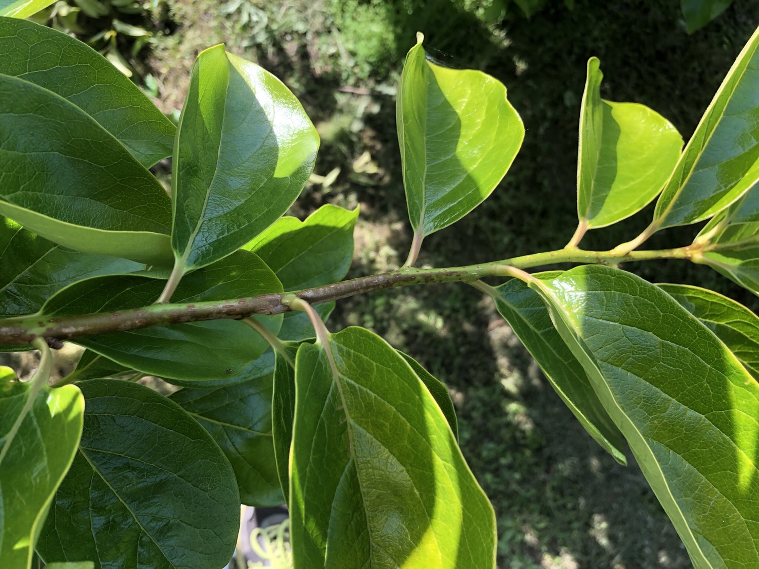 木質化とは？
