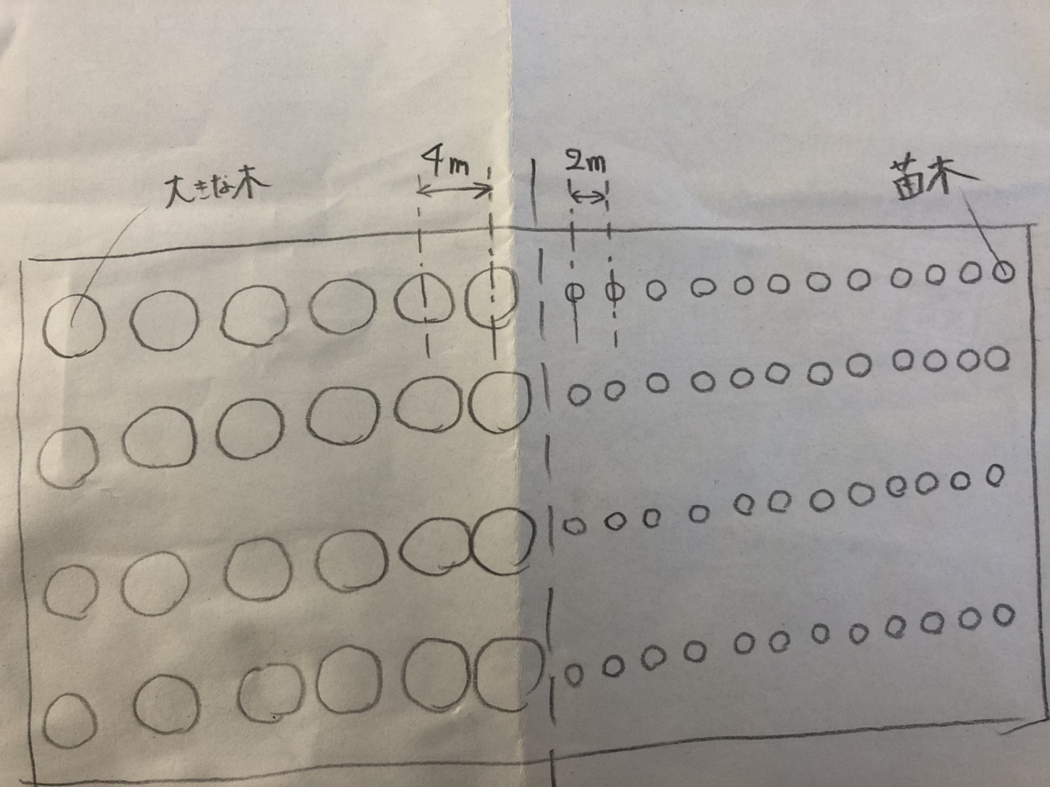 みかんの改植作業②