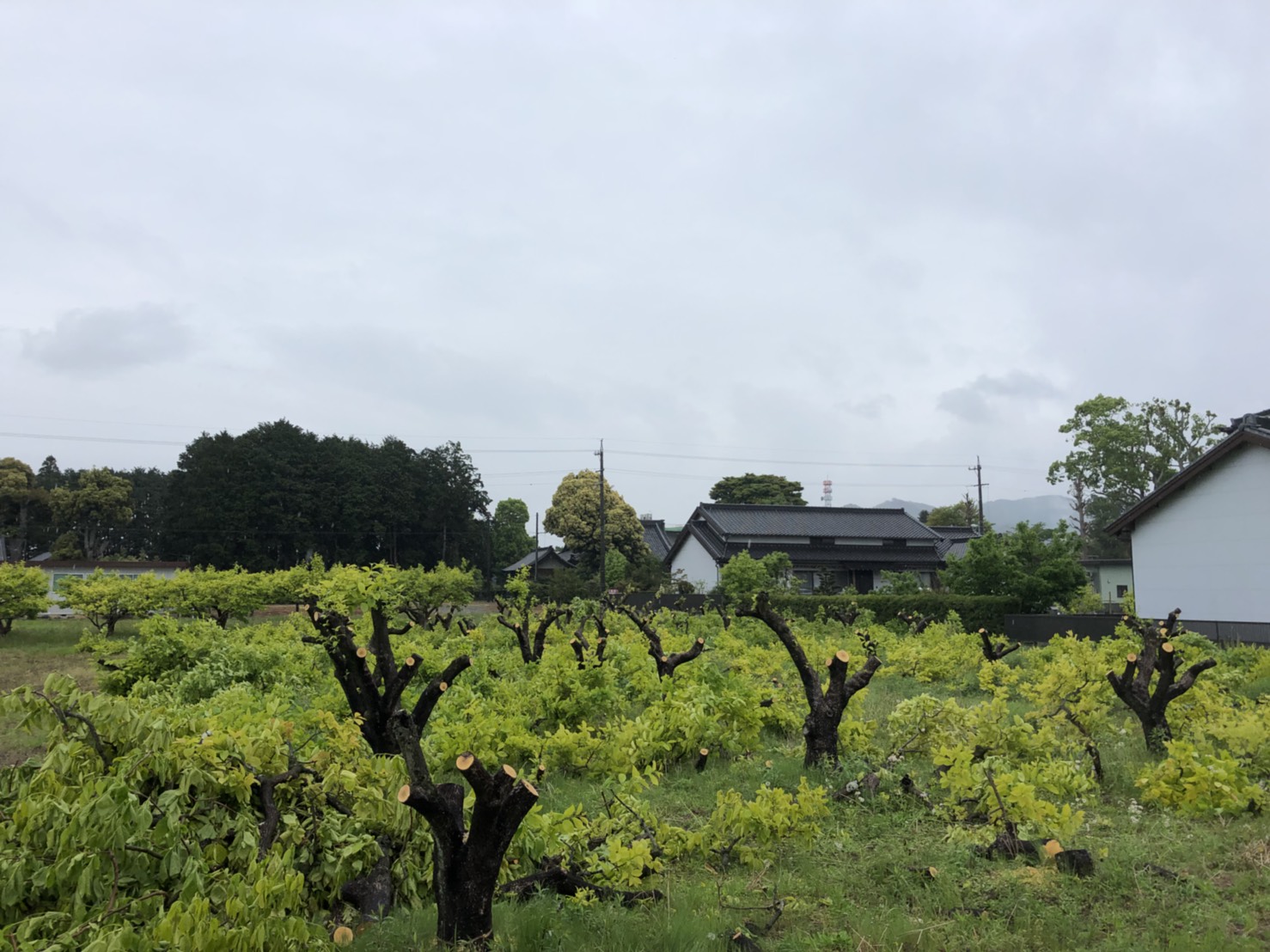 廃園に。