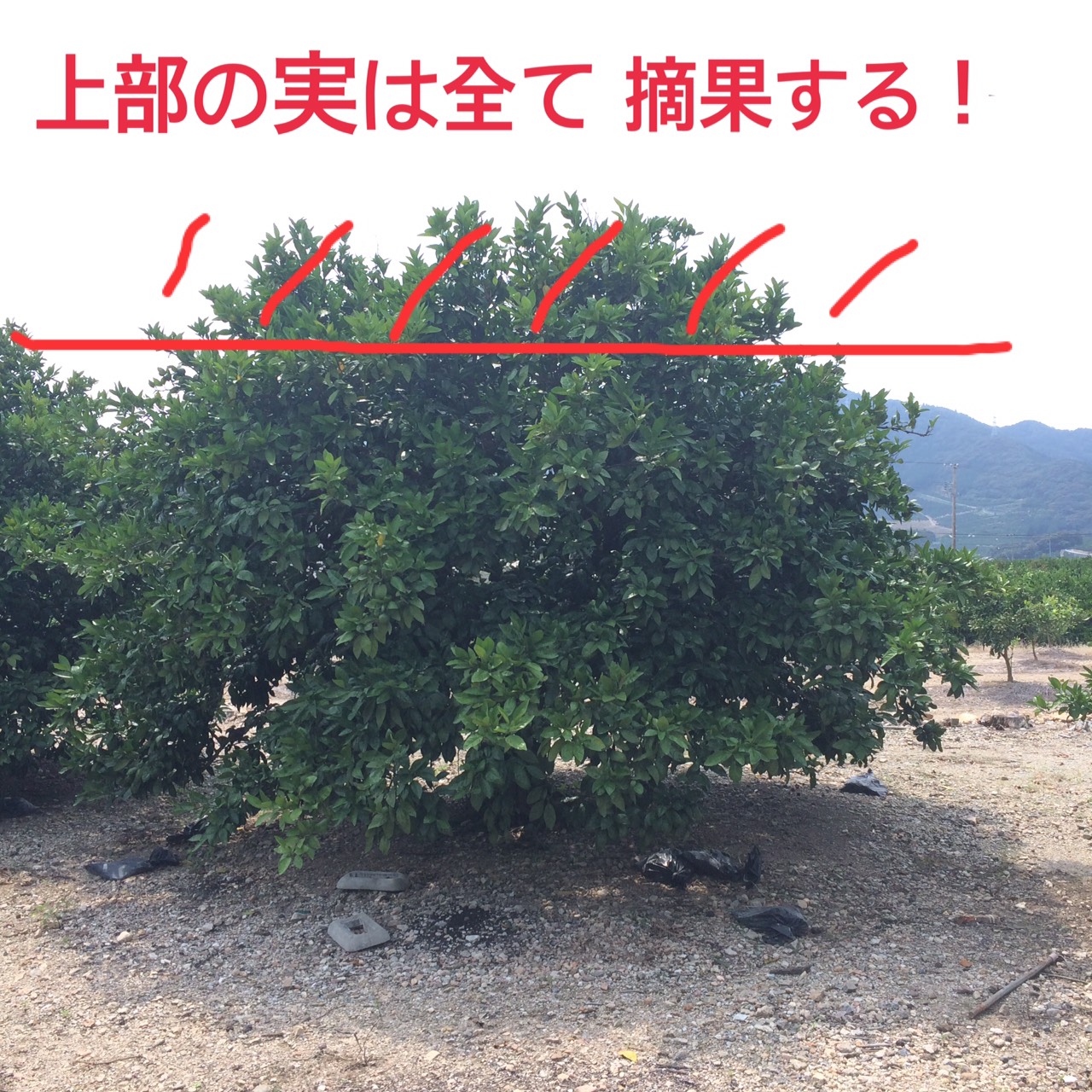 これであなたもみかん農家！