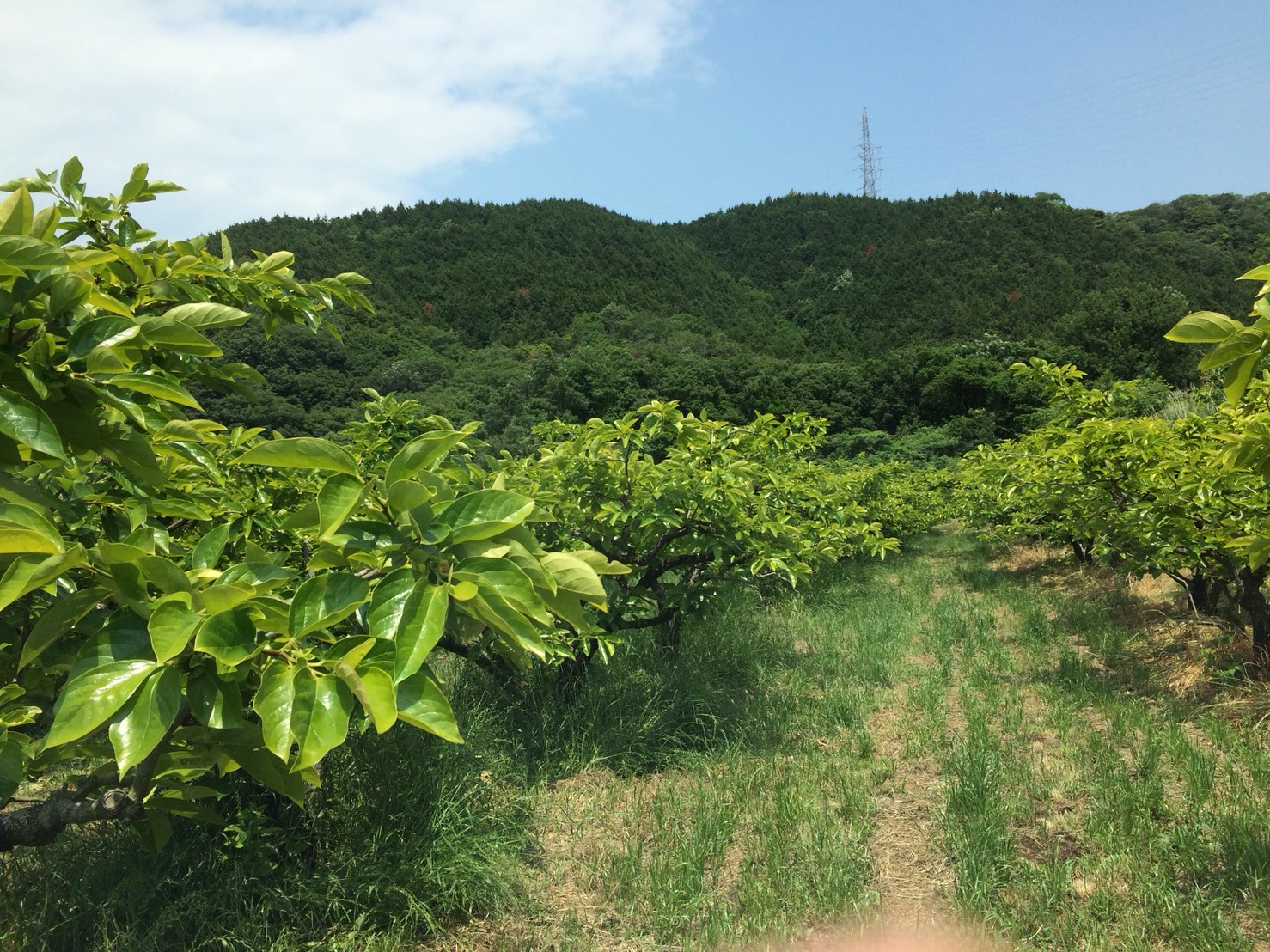 農地集約は農家の願い！