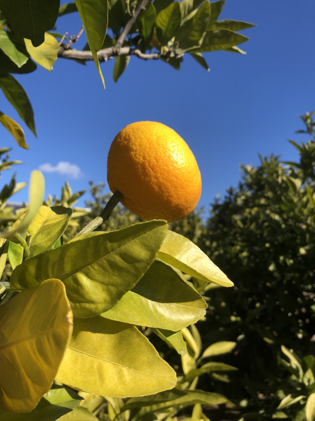 消費二極化の時代⁉