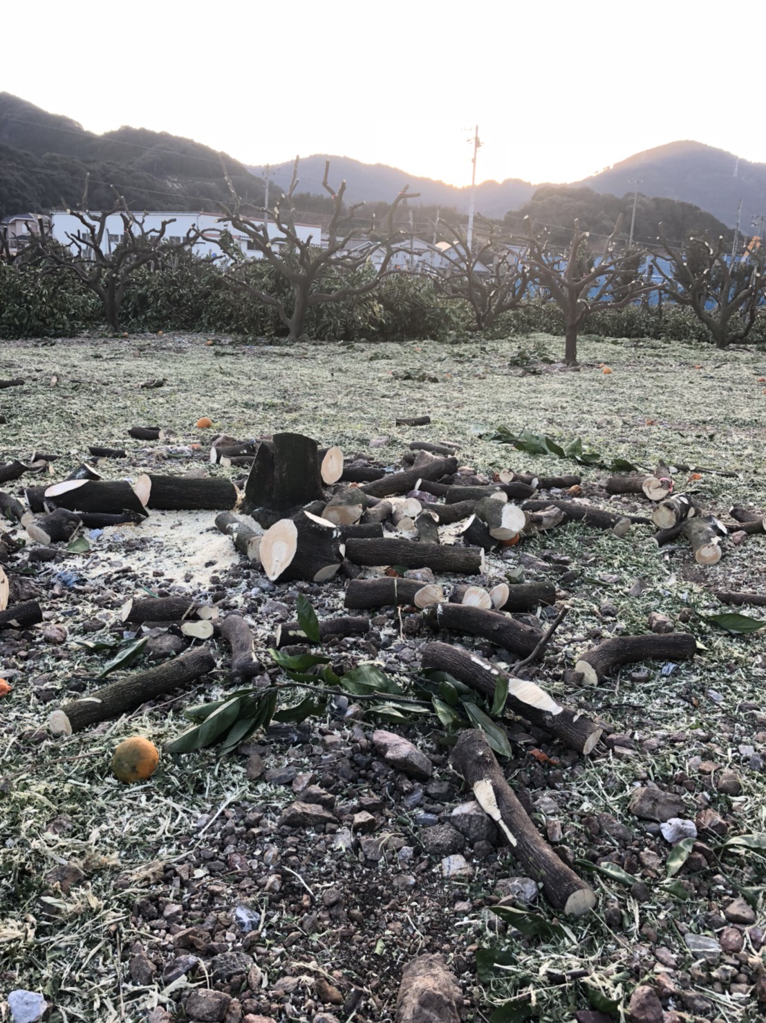 みかんの改植作業③