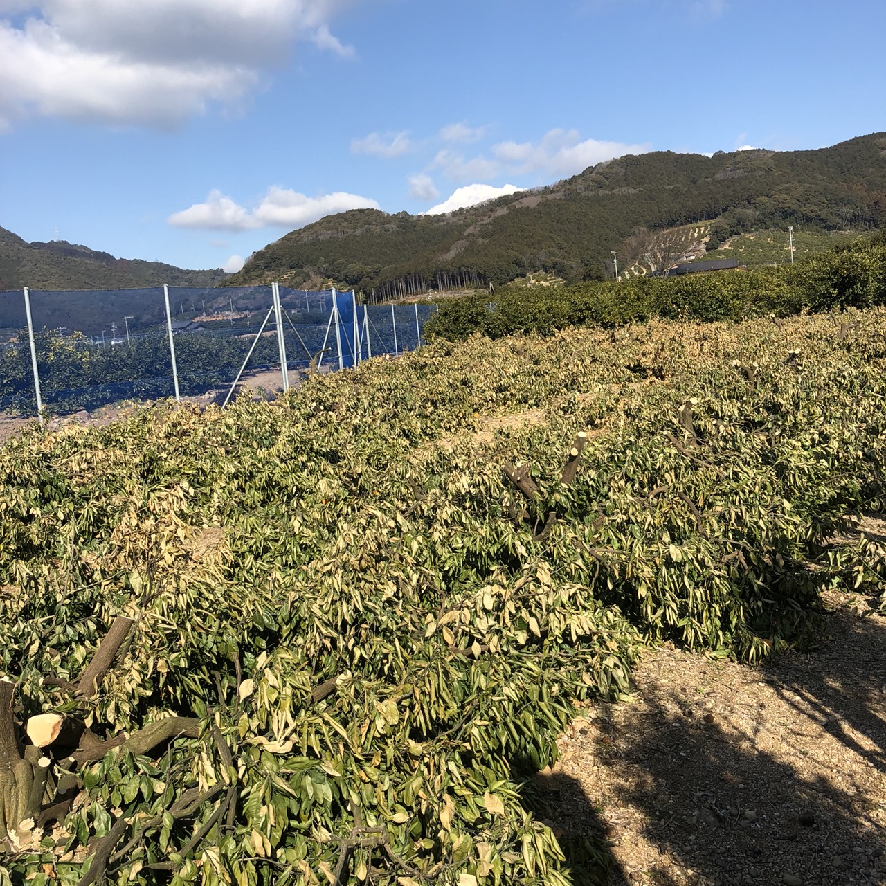 みかんの改植作業①