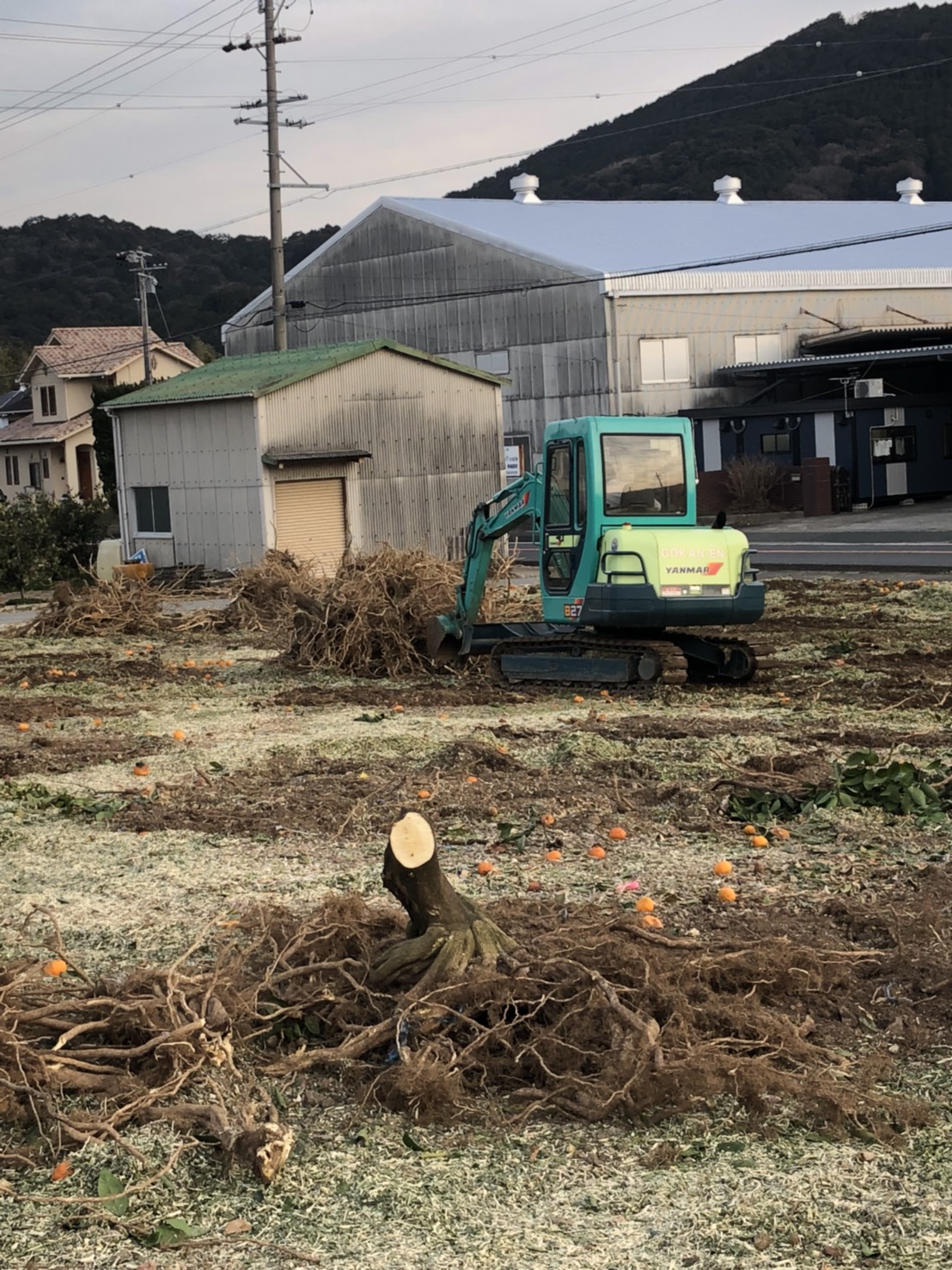 みかんの改植作業⑤