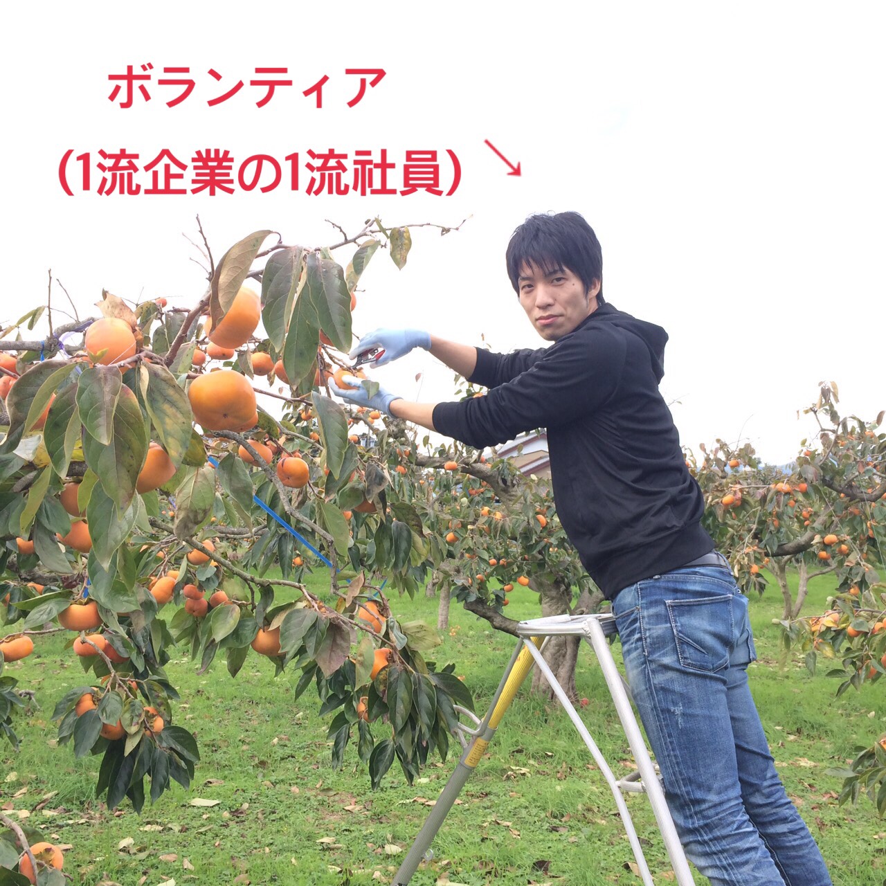 次郎柿収穫終了！