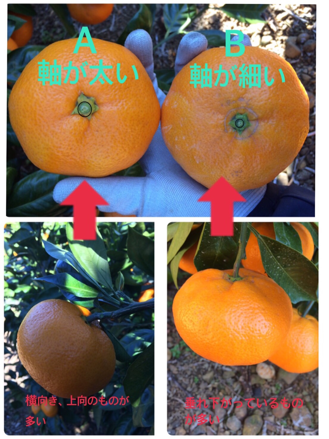 美味しいみかんの見分け方！