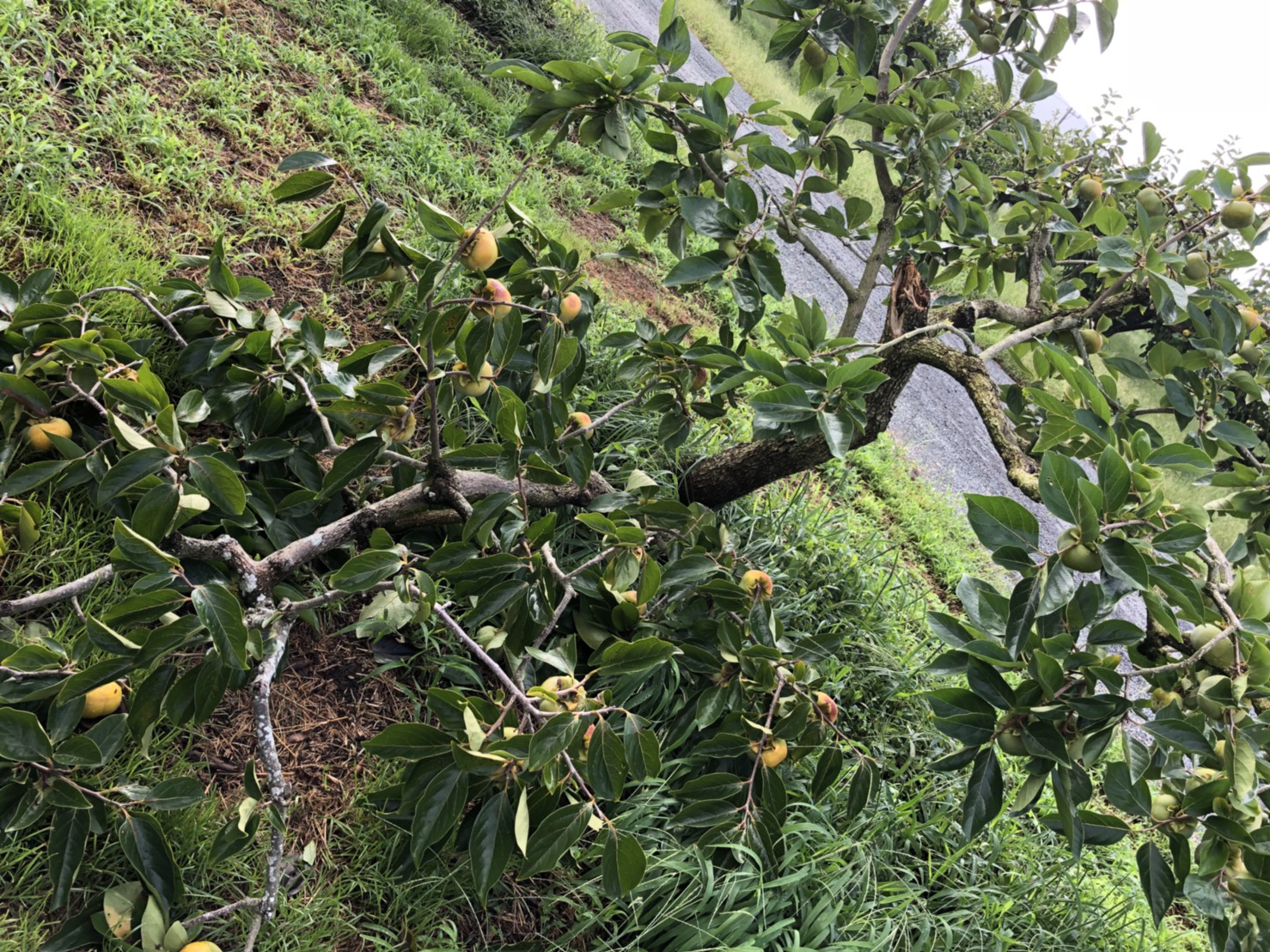 台風一過。