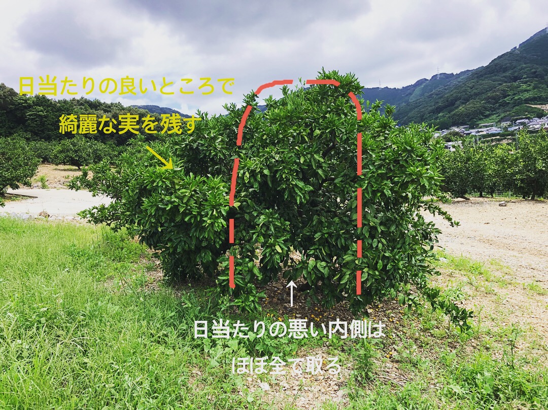 早生みかんも摘果。
