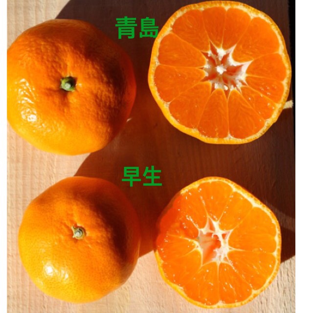 三ケ日みかんの品種について！