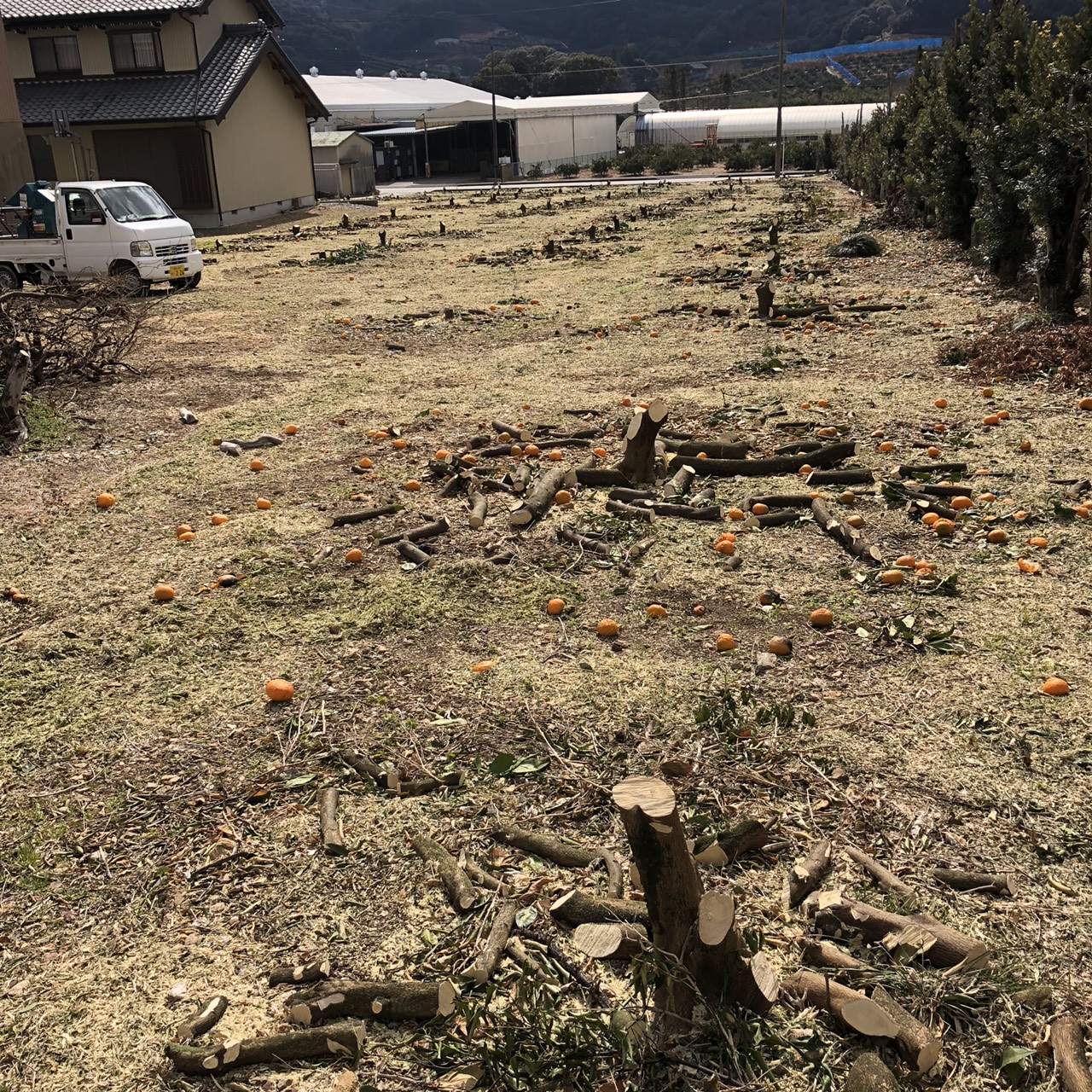 みかんの改植作業④