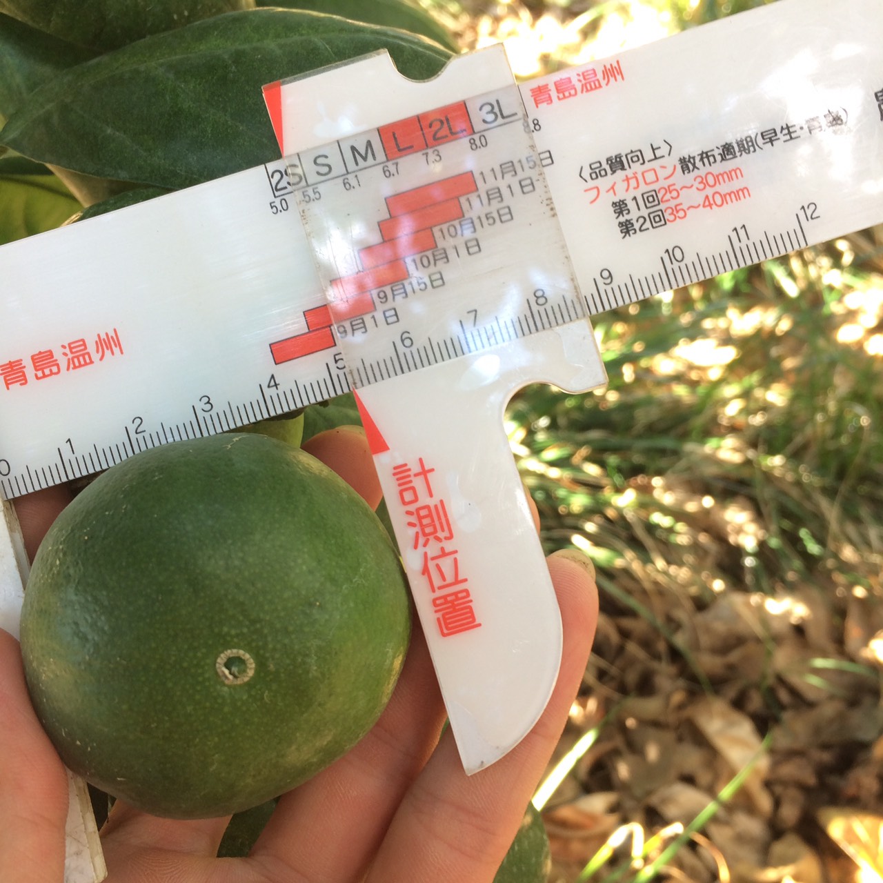 これであなたもみかん農家②