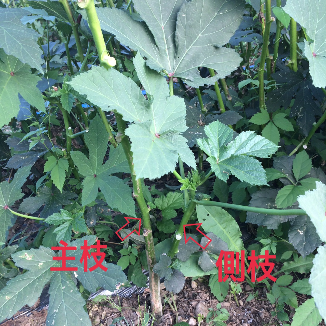 おくら側枝の活用！