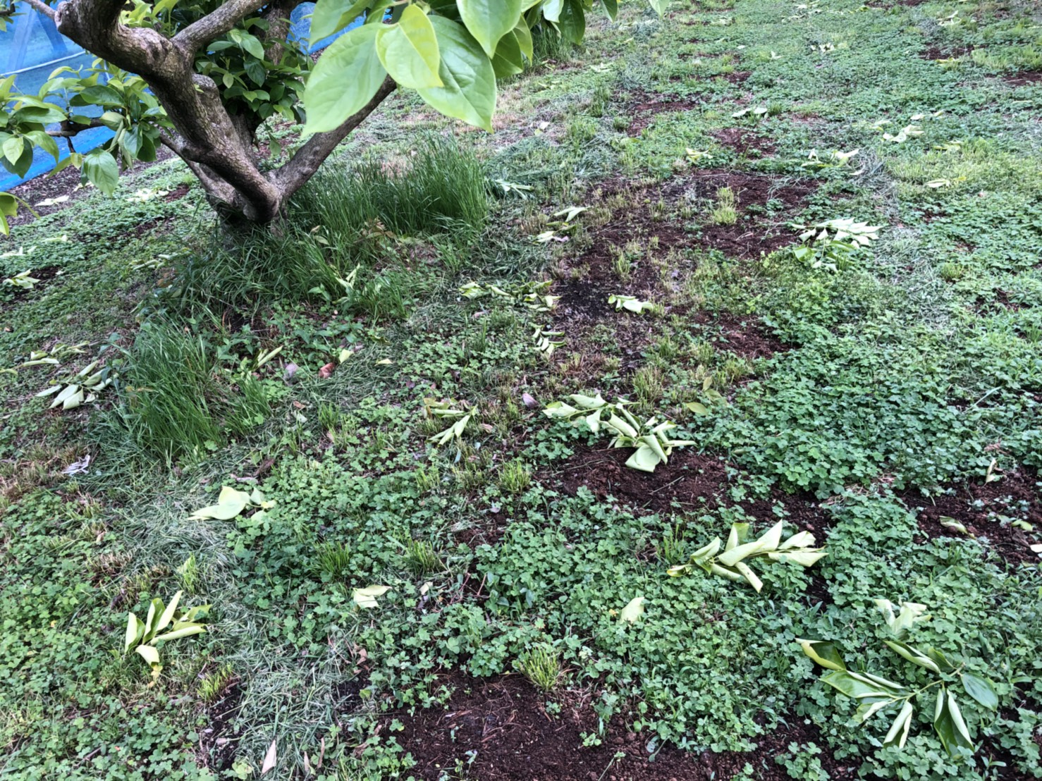 柿の芽が…