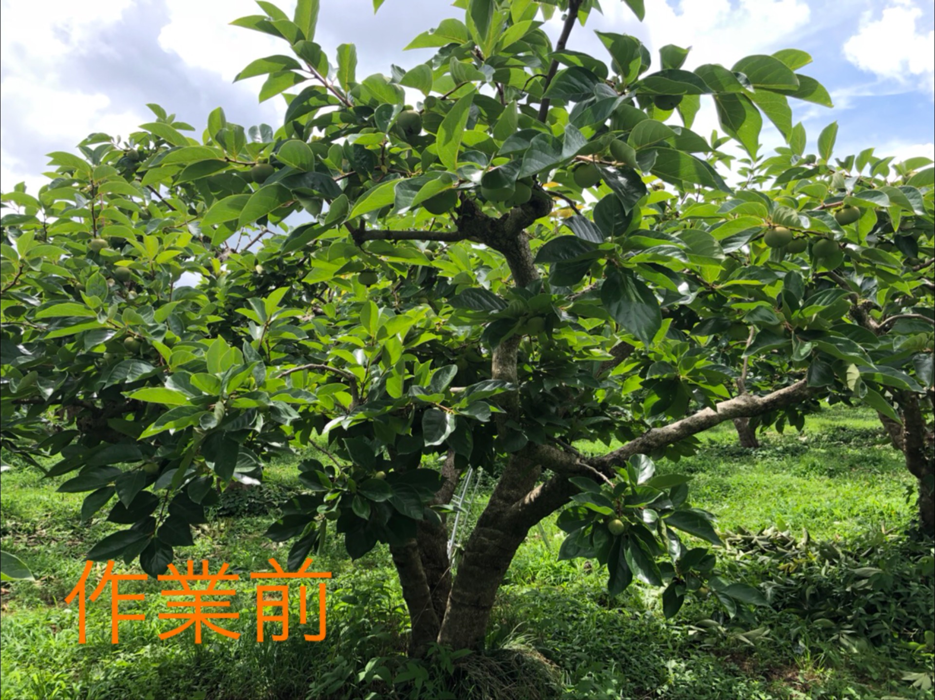 夏剪定。