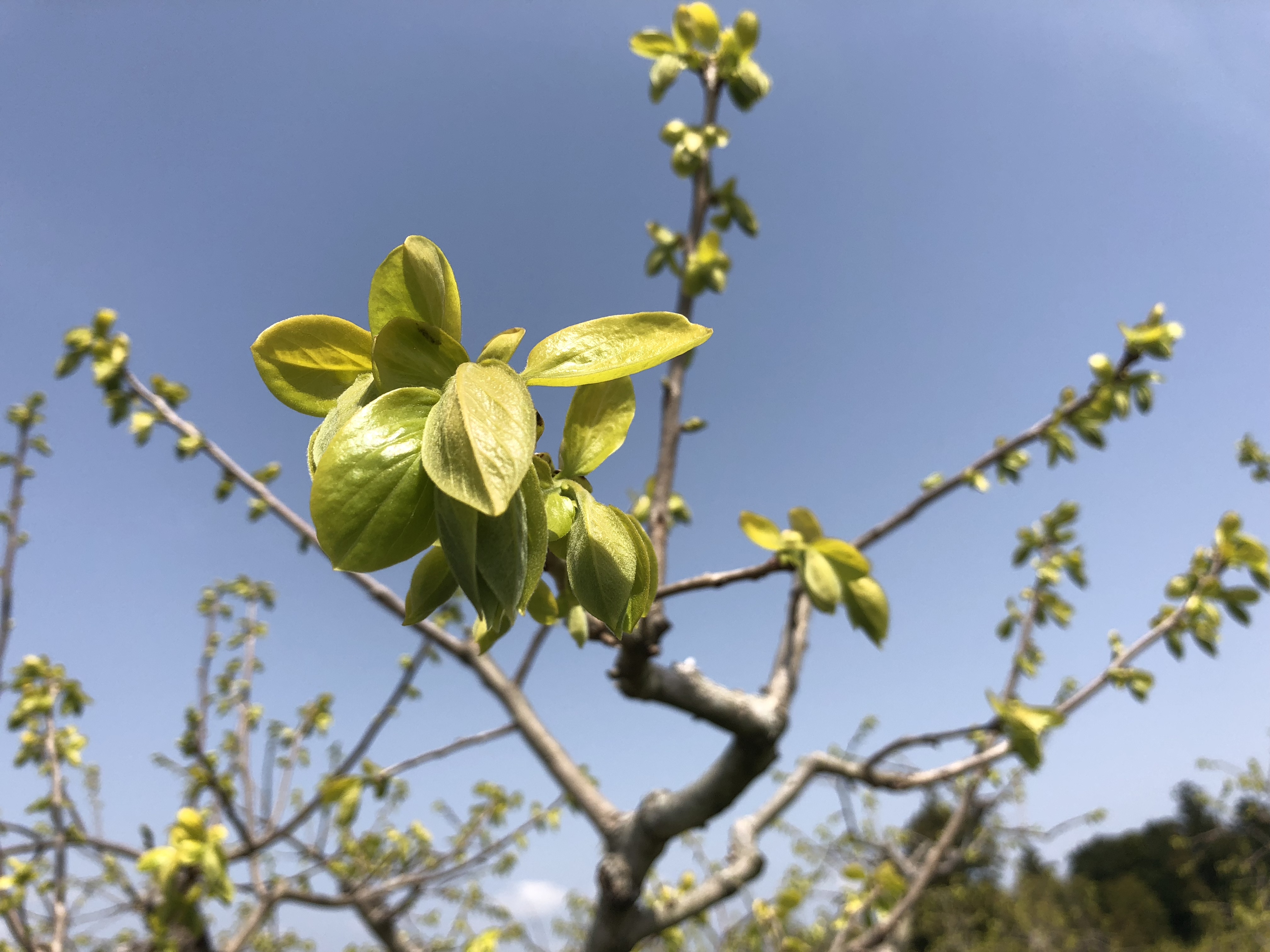 新芽！