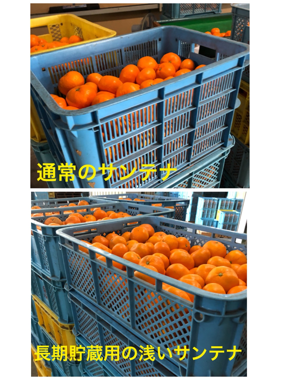 みかんの長期貯蔵！