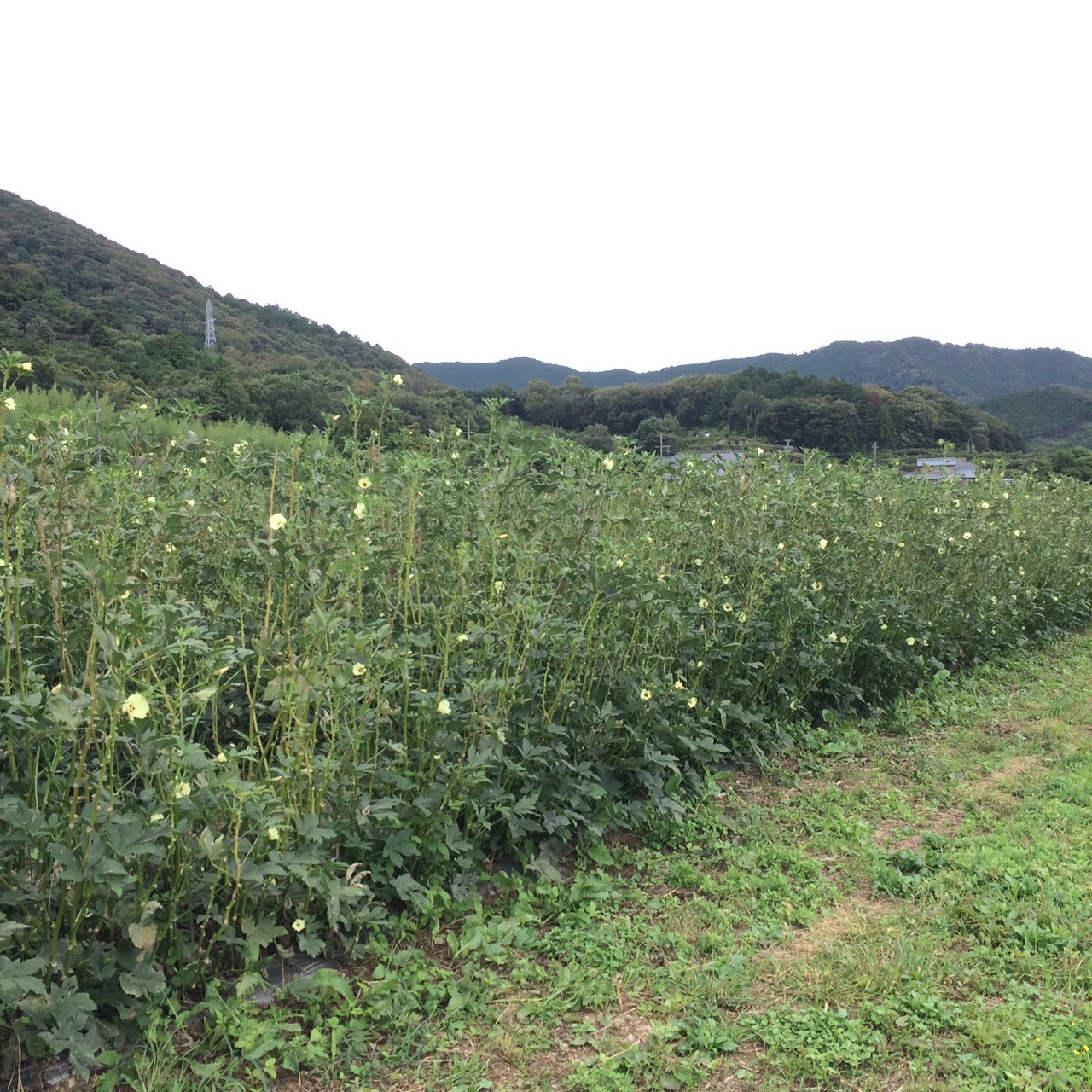 まだオクラもとってますよ!