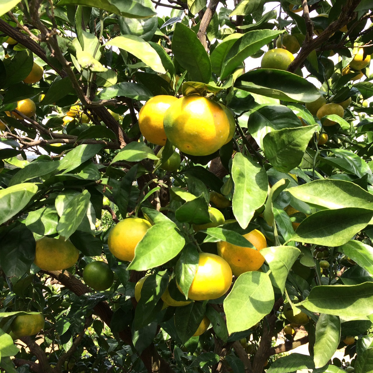 みかんも色着いてきました!