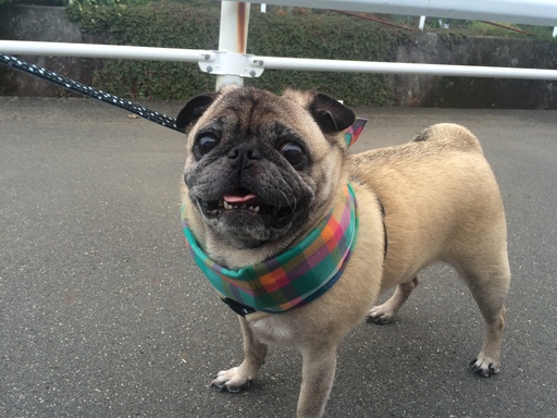 静岡のパグちゃんです(o^^o)