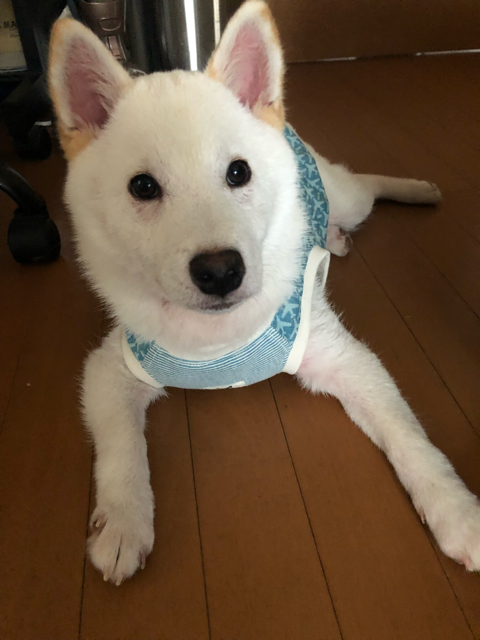柴犬シロちゃんです !(^^)!