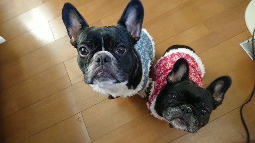 N様の2ブヒちゃんです☆彡ゴンタ君とコロネちゃん♡