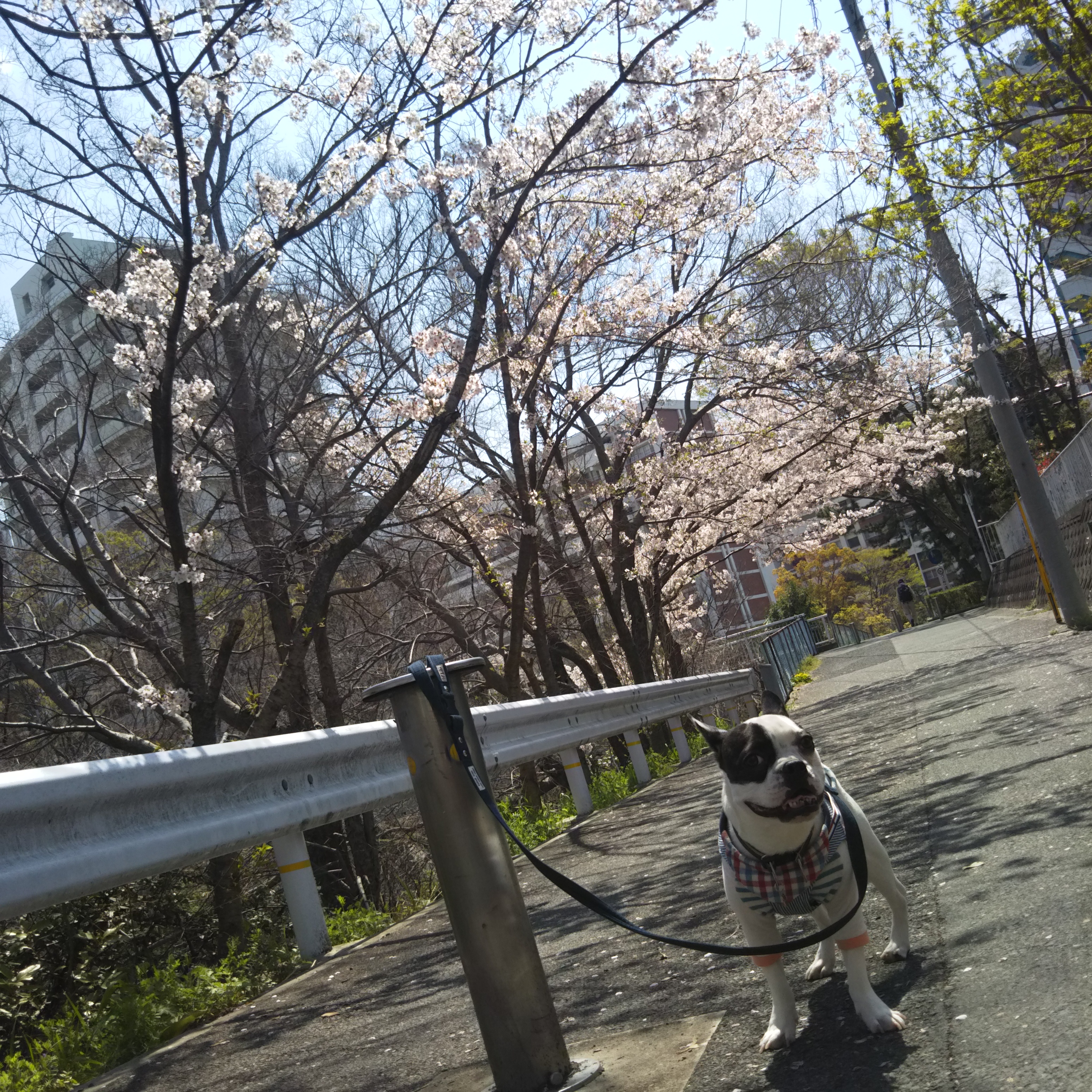 パインと桜並木!?