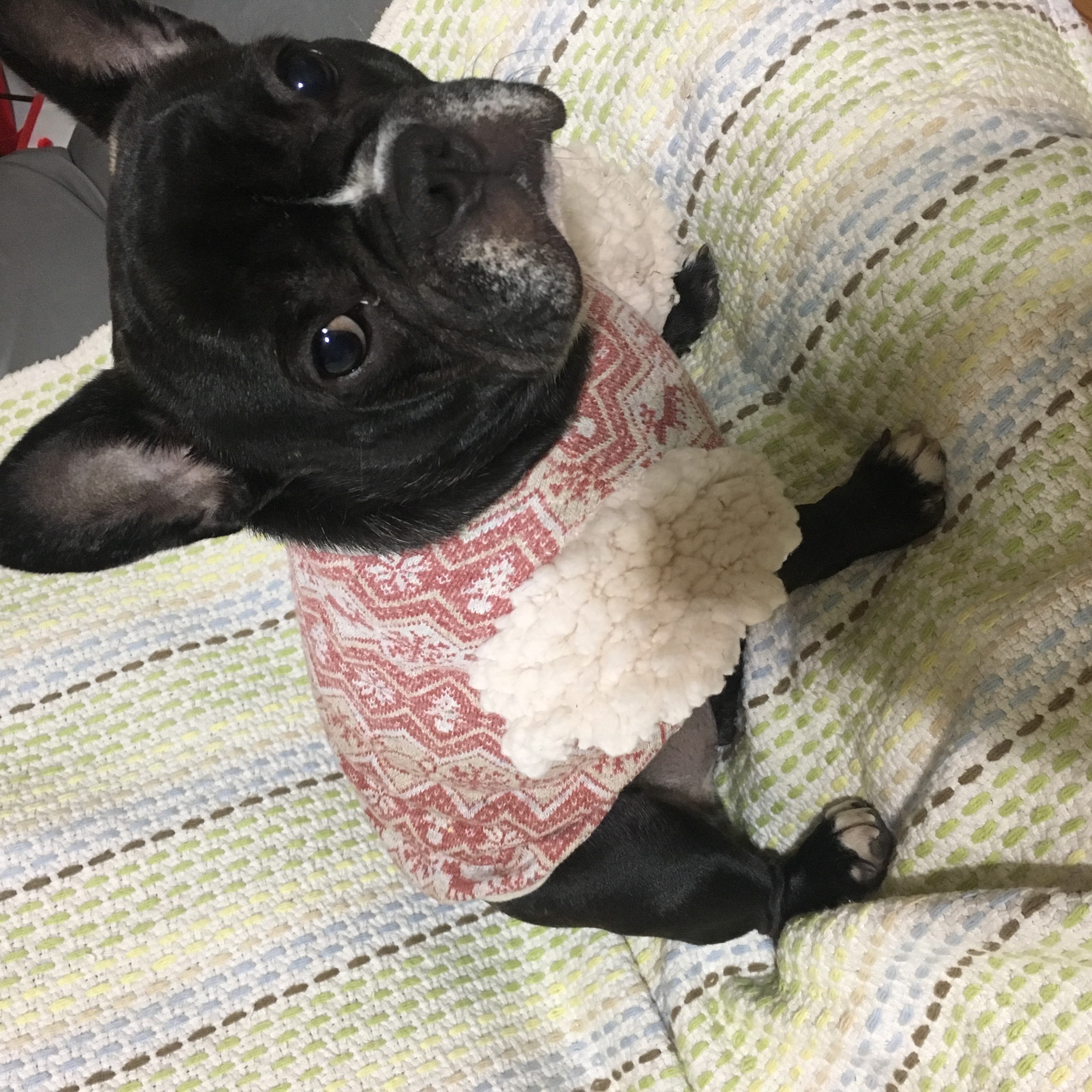 岐阜県のブリンドルちゃんです(≧∇≦*)