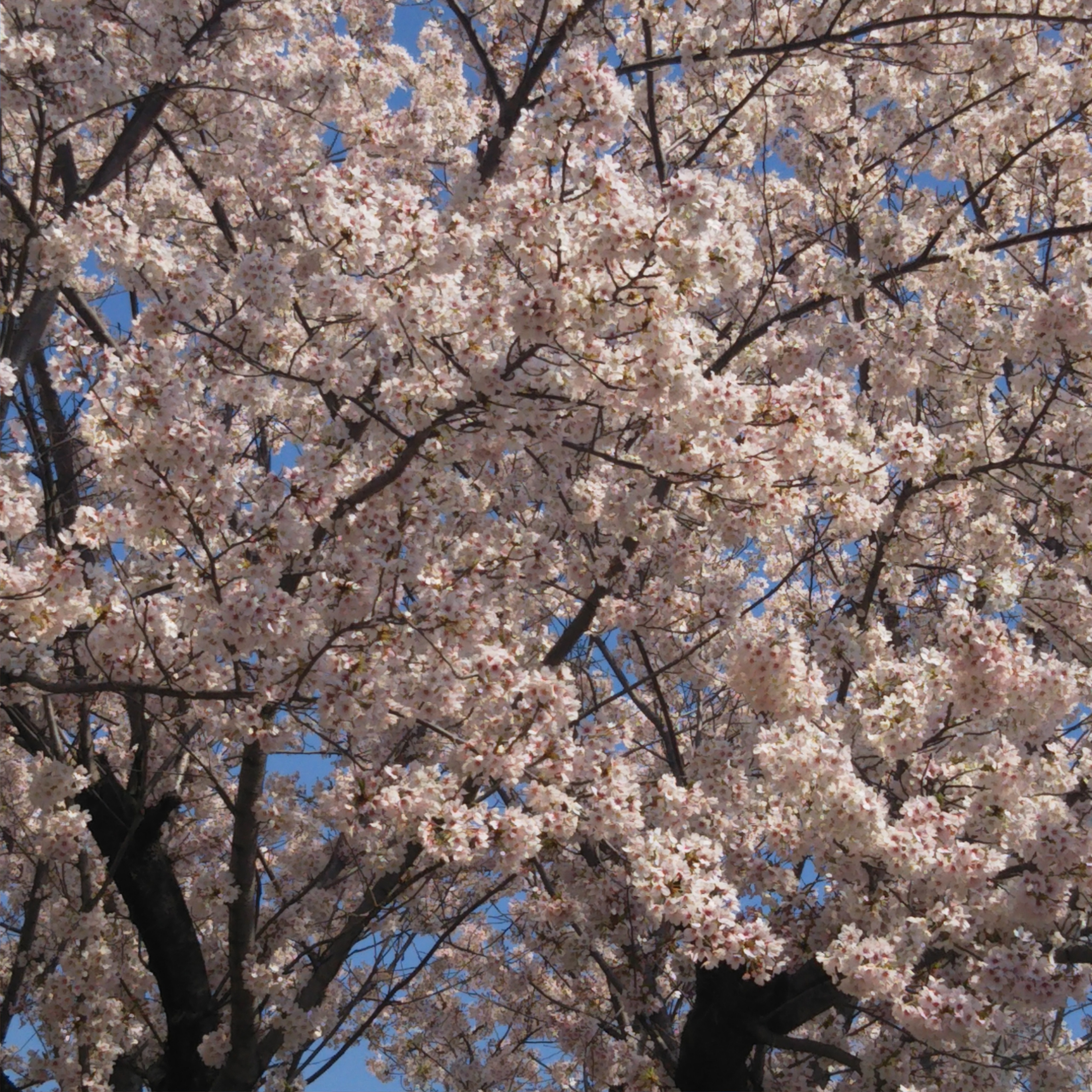 晴天なり～桜も満開だワン！