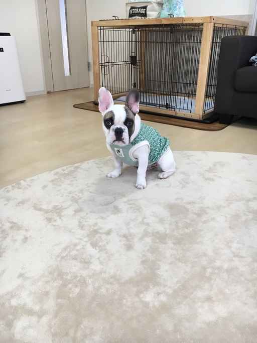 5ヶ月のボス君♂です(≧∀≦)