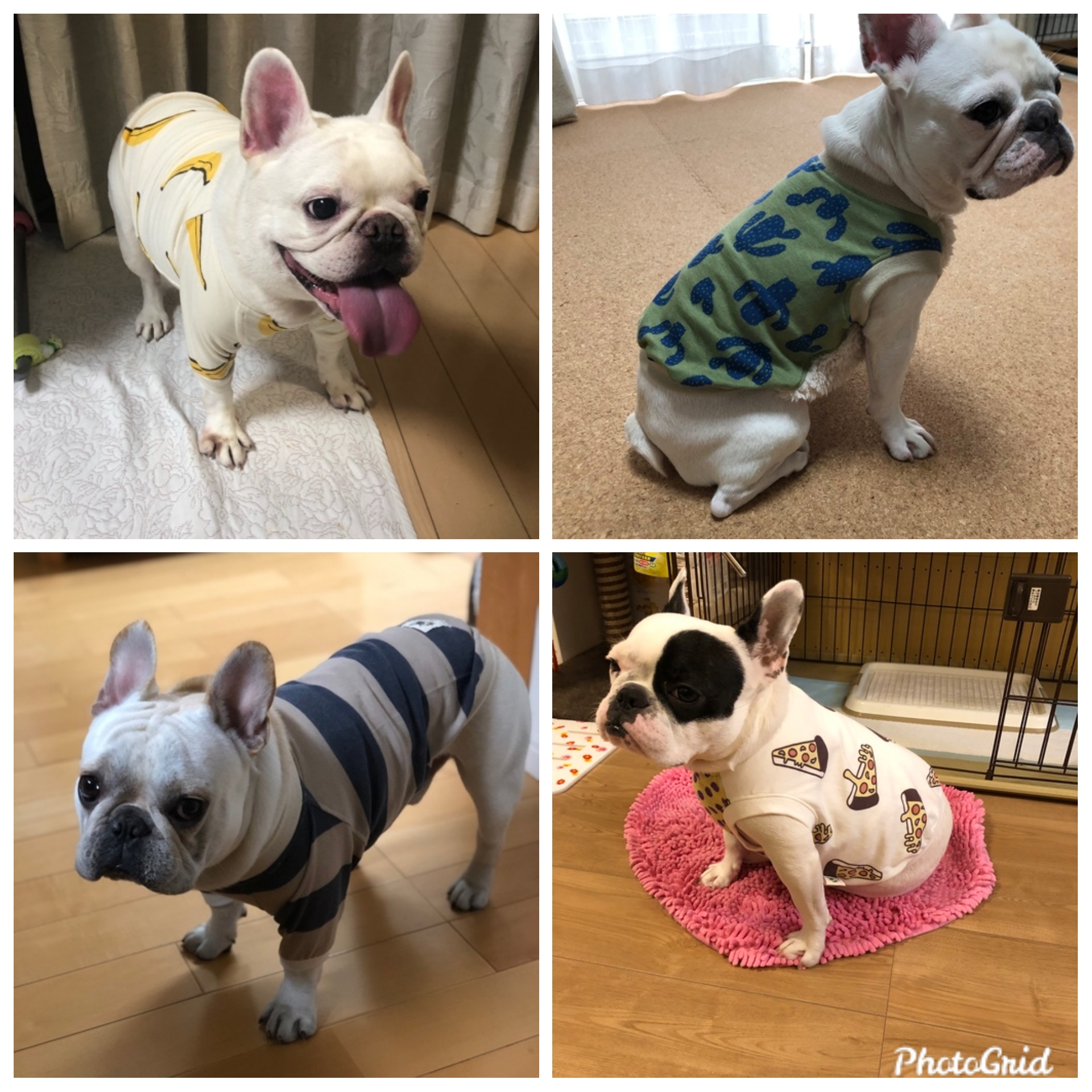 『お待たせしました~(#^.^#)ワンコpicのご紹介です🐶』