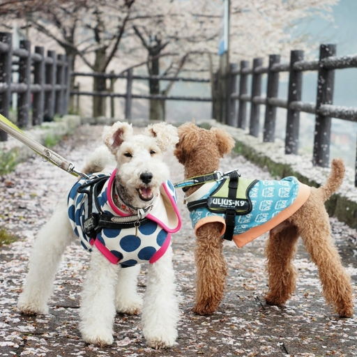 お花見の素敵なベストショットを送って頂きました(≧∇≦*)ありがとうございます(^人^)