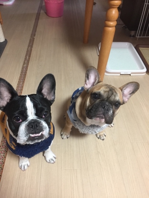あんずちゃん♀&もぐ君♂です(๑'ᴗ'๑)