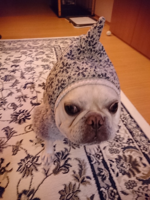 Ｈ様のブヒちゃんです（๑・౩・๑）