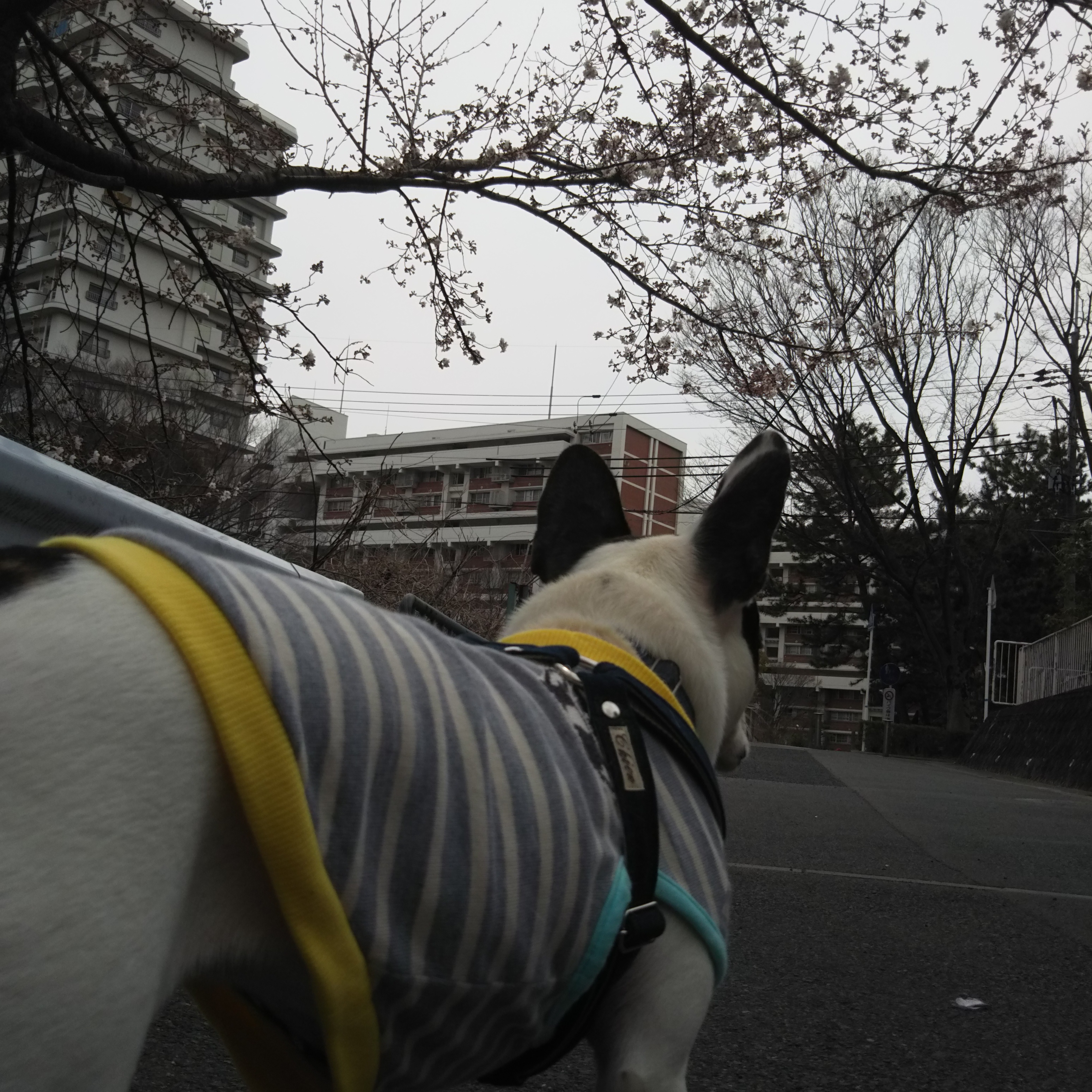 いつものお散歩コース