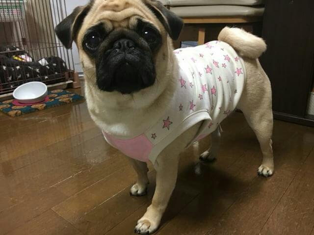 パグ犬kinakoちゃん（๑・౩・๑）