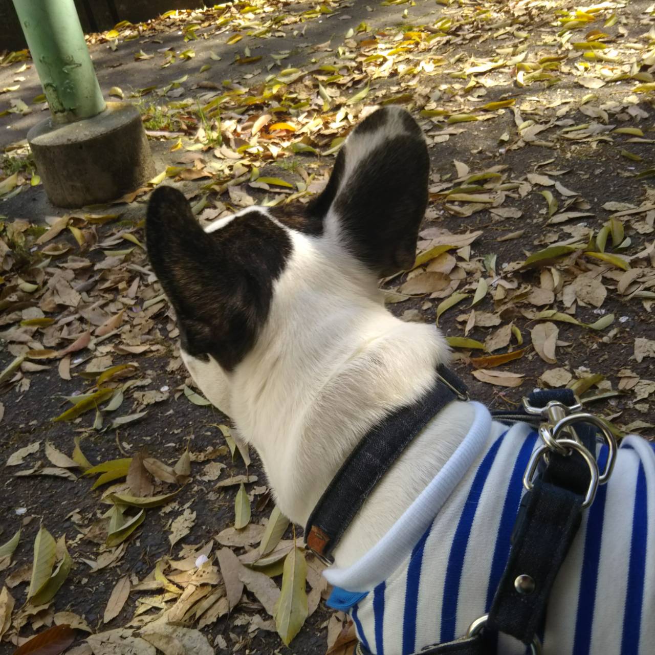 新しい服でお散歩～♬