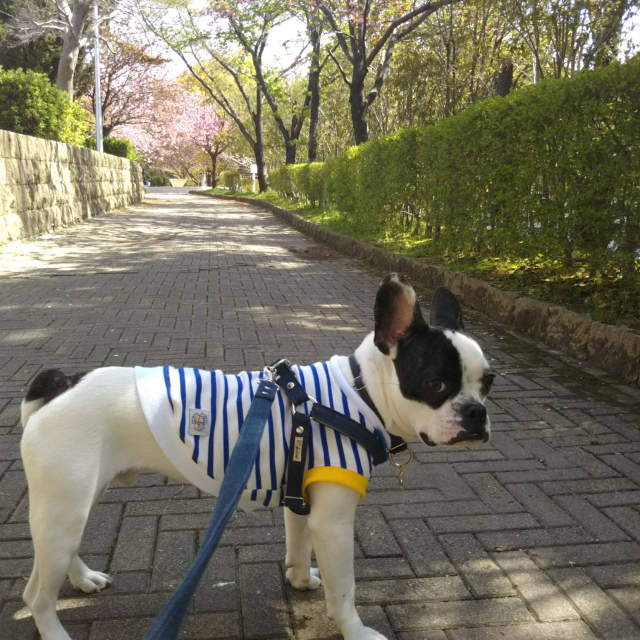 いつもの公園、桜も散り緑が増えてきました。