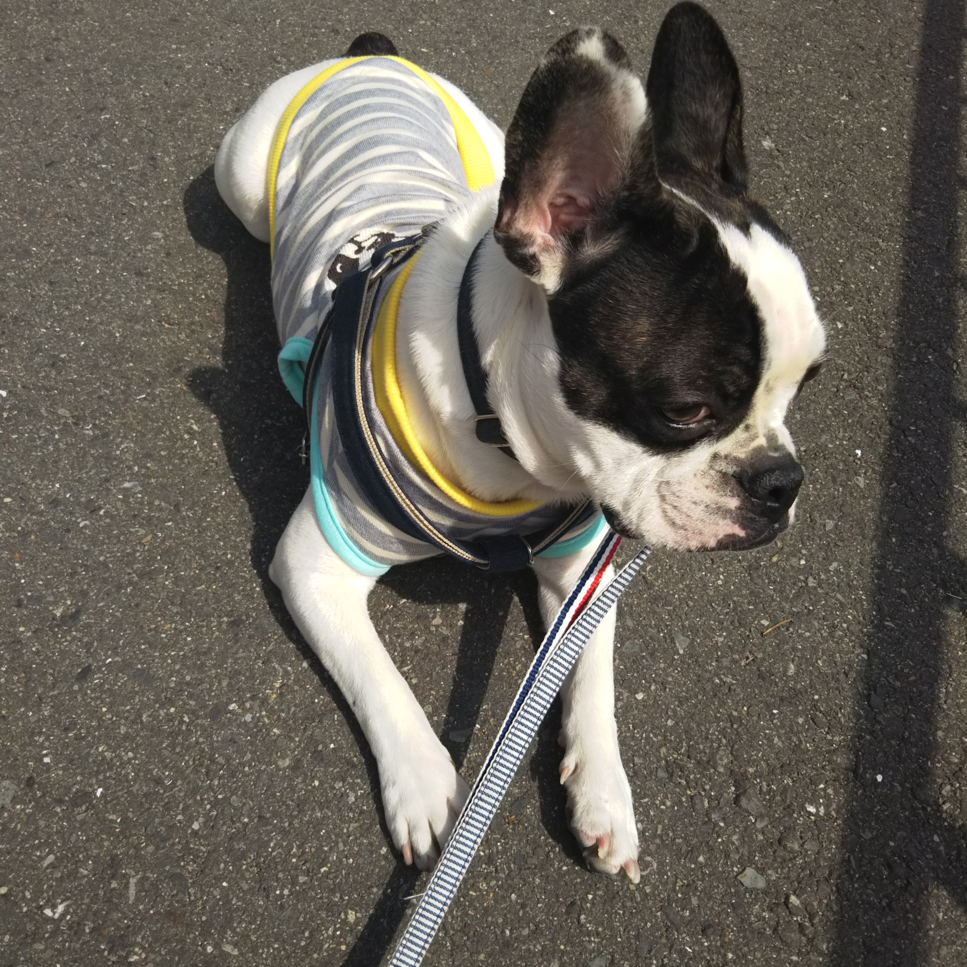 前からくるワンちゃんを見つけてしまった！