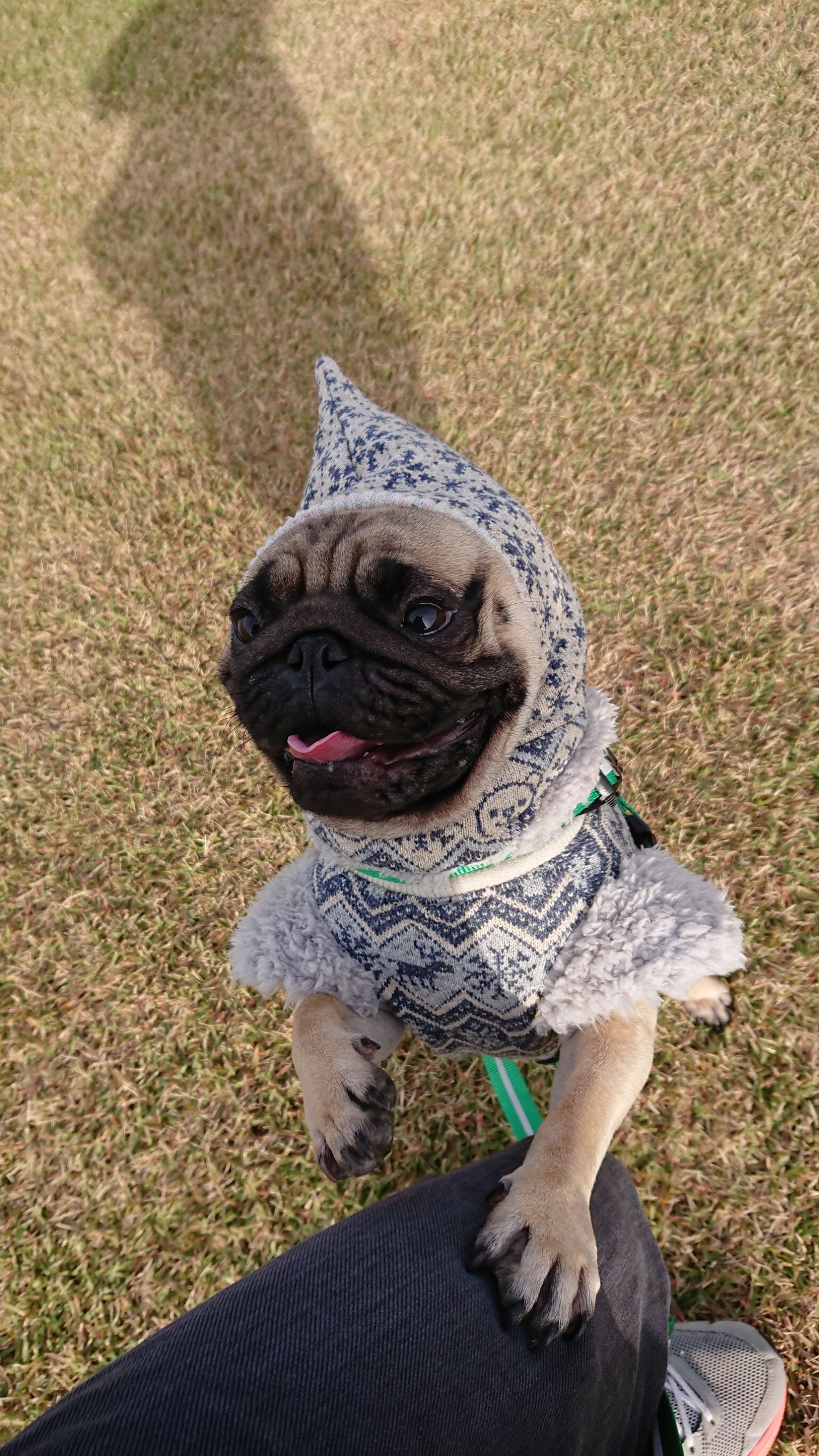 パグ犬のココちゃん♂です(〃ω〃)